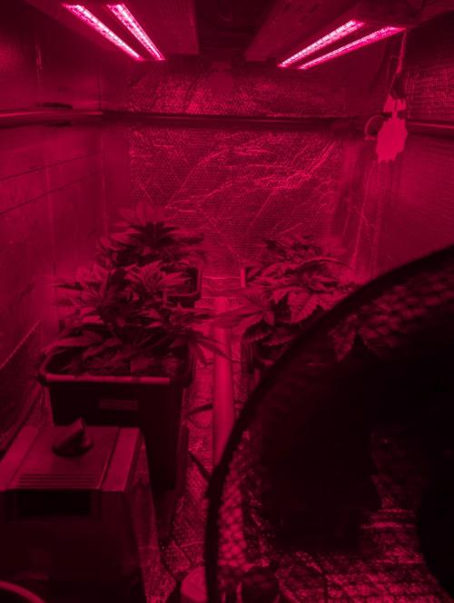 Biotabs/Autopot.- Triple Cheese. Week 4