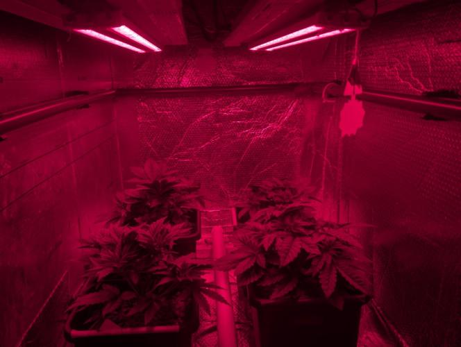 Biotabs/Autopot.- Triple Cheese. Week 4