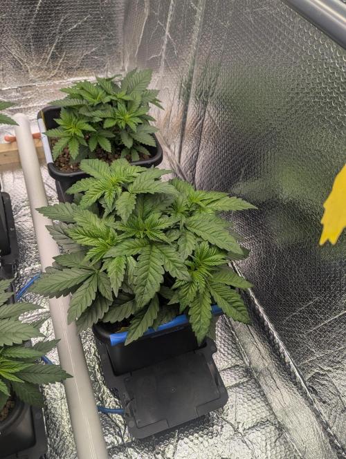 Biotabs/Autopot Tropicana Cherry. Week 4