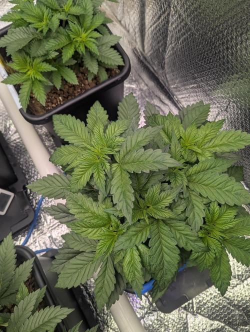 Biotabs/Autopot Tropicana Cherry. Week 4