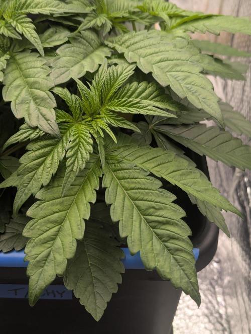 Biotabs/Autopot Tropicana Cherry. Week 4