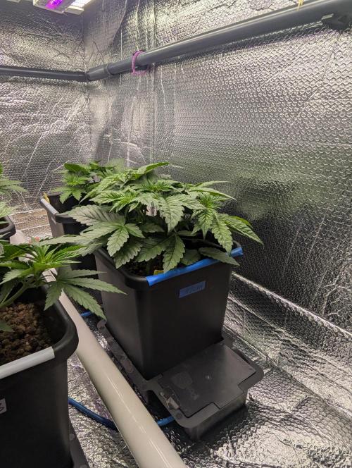 Biotabs/Autopot Tropicana Cherry. Week 4