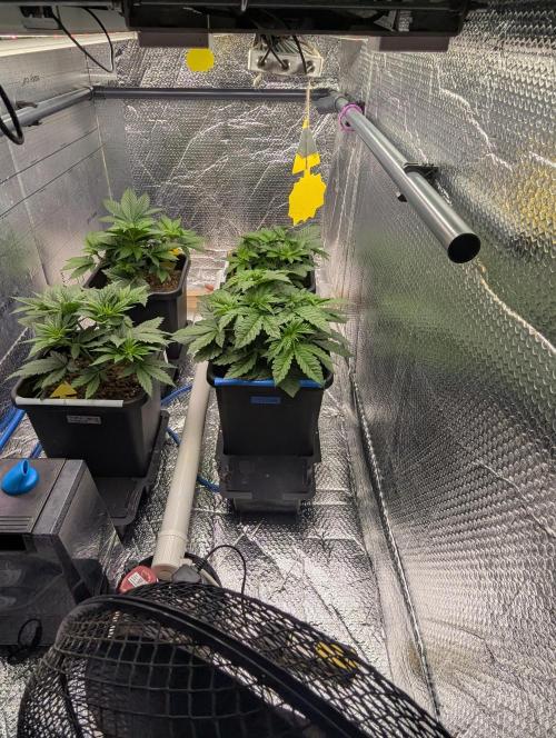 Biotabs/Autopot Tropicana Cherry. Week 4