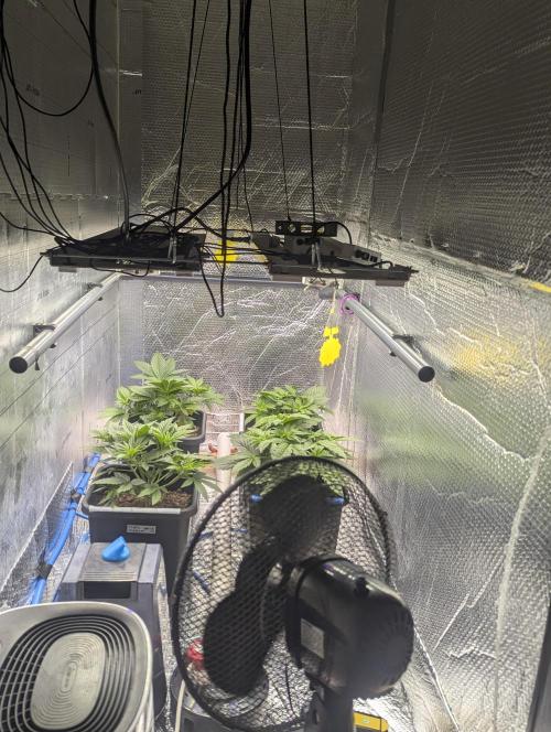 Biotabs/Autopot Tropicana Cherry. Week 4