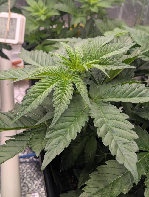 Biotabs/Autopot Tropicana Cherry. Week 5