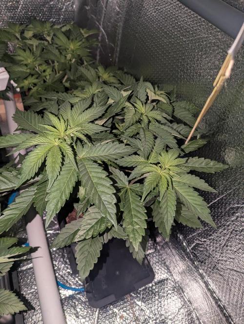 Biotabs/Autopot Tropicana Cherry. Week 5