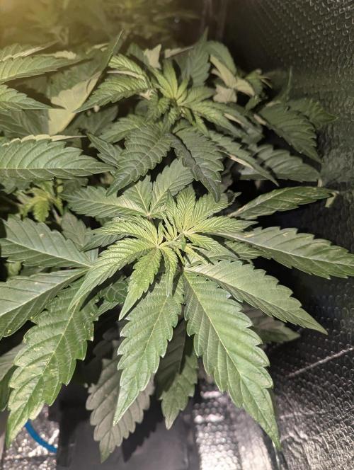 Biotabs/Autopot Tropicana Cherry. Week 5