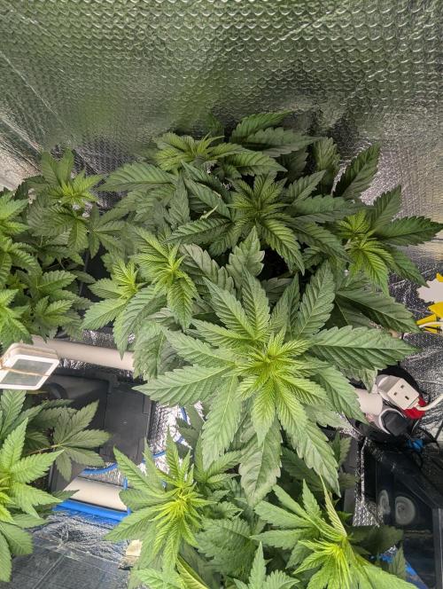 Biotabs/Autopot Tropicana Cherry. Week 5