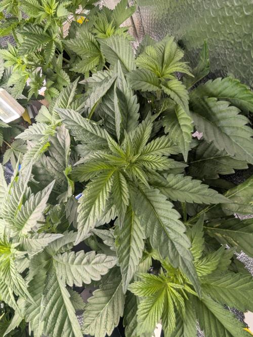 Biotabs/Autopot Tropicana Cherry. Week 5