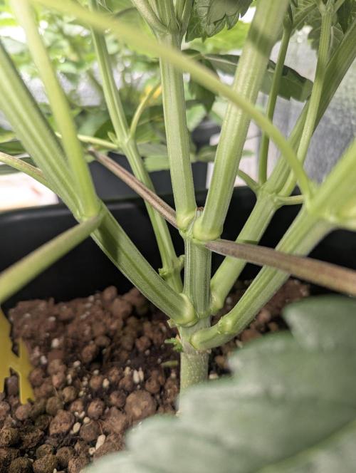 Biotabs/Autopot Tropicana Cherry. Week 5