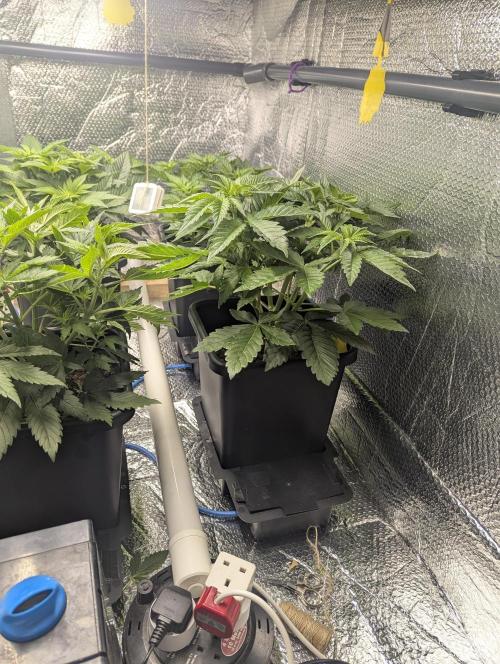 Biotabs/Autopot Tropicana Cherry. Week 5