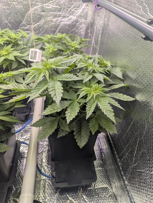 Biotabs/Autopot Tropicana Cherry. Week 5