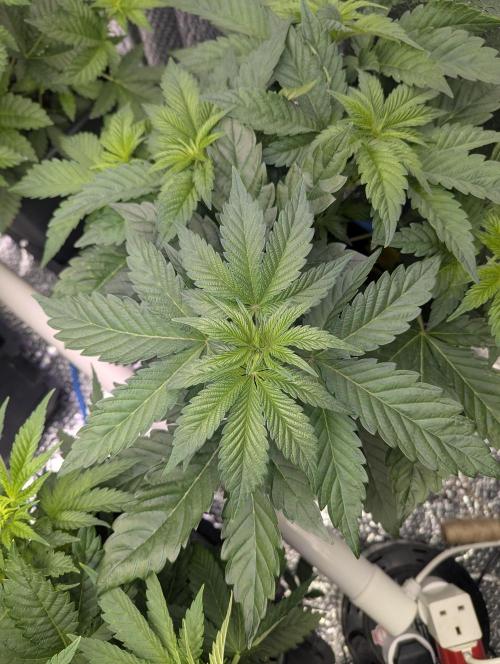 Biotabs/Autopot Tropicana Cherry. Week 5