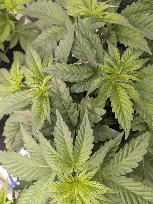 Biotabs/Autopot Tropicana Cherry. Week 5