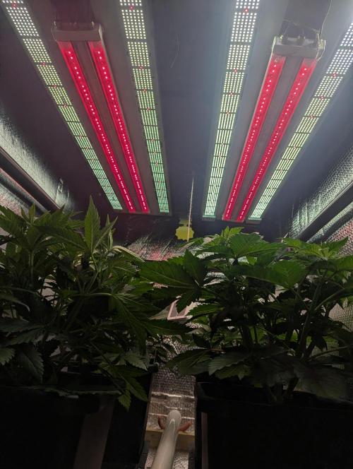 Biotabs/Autopot Tropicana Cherry. Week 5