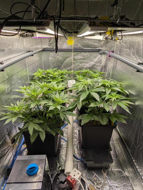 Biotabs/Autopot Tropicana Cherry. Week 5