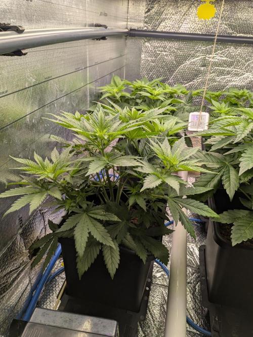 Biotabs/Autopot.- Triple Cheese. Week 5