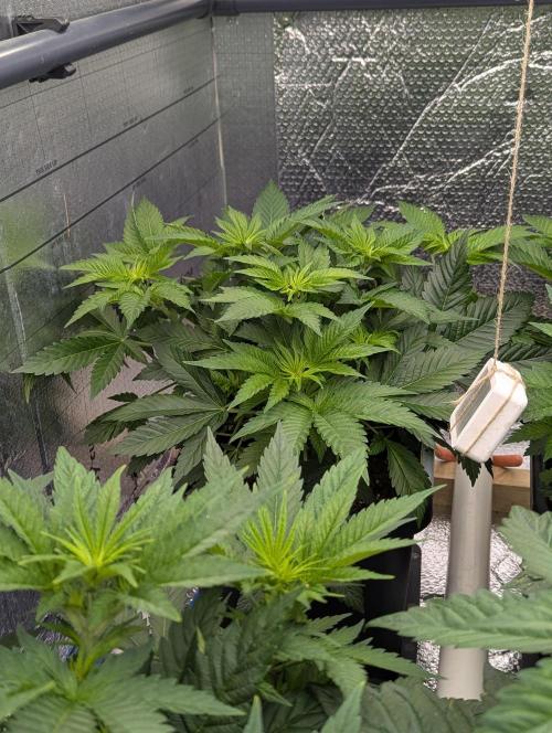 Biotabs/Autopot.- Triple Cheese. Week 5