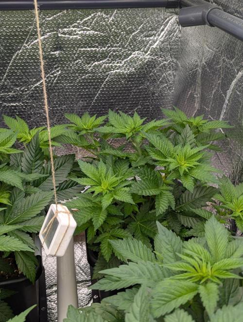 Biotabs/Autopot.- Triple Cheese. Week 5