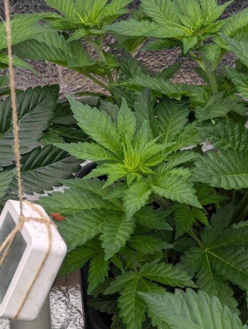 Biotabs/Autopot.- Triple Cheese. Week 5