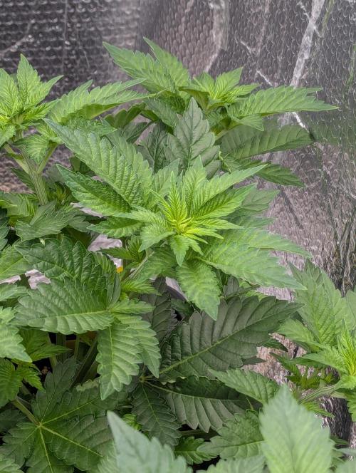 Biotabs/Autopot.- Triple Cheese. Week 5