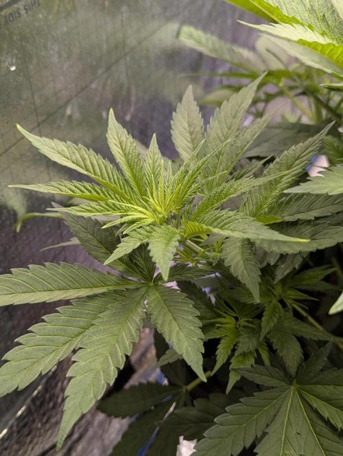 Biotabs/Autopot.- Triple Cheese. Week 5