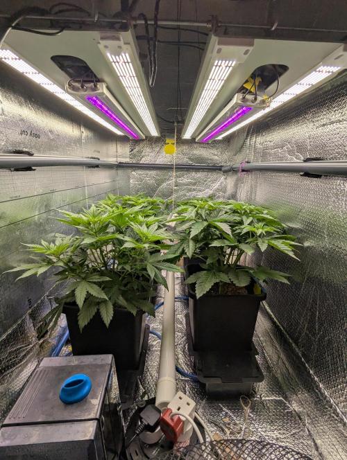 Biotabs/Autopot.- Triple Cheese. Week 5