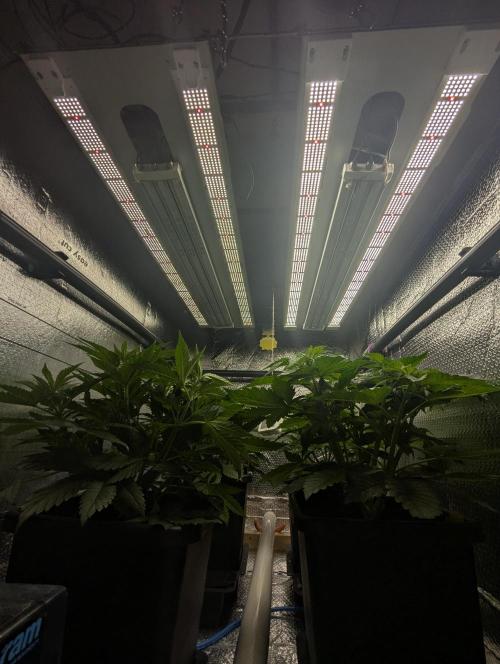 Biotabs/Autopot.- Triple Cheese. Week 5