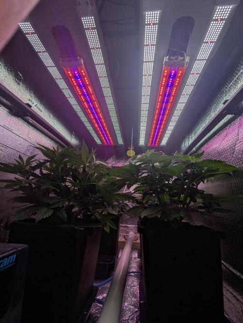 Biotabs/Autopot.- Triple Cheese. Week 5