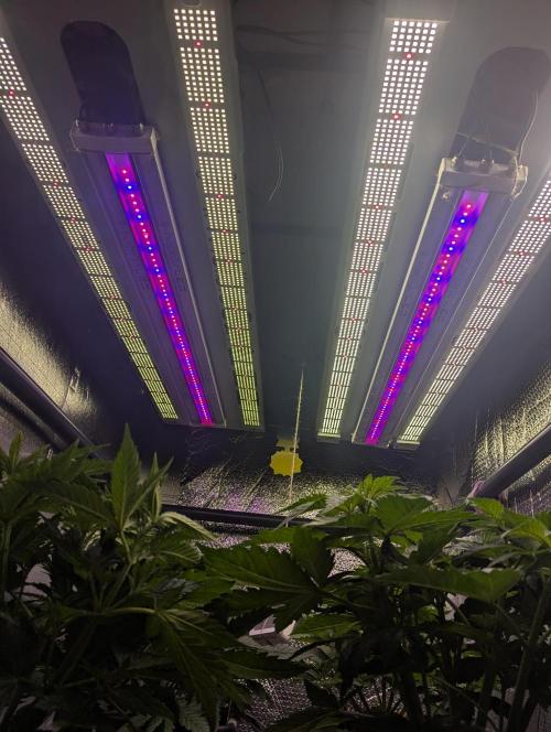 Biotabs/Autopot.- Triple Cheese. Week 5