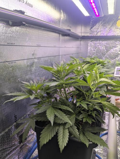 Biotabs/Autopot.- Triple Cheese. Week 5