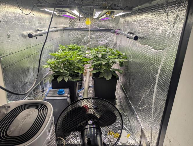 Biotabs/Autopot.- Triple Cheese. Week 5