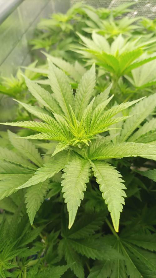 Biotabs/Autopot.- Triple Cheese. Week 6