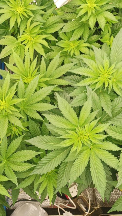 Biotabs/Autopot.- Triple Cheese. Week 6