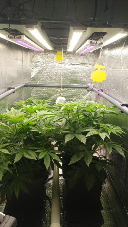 Biotabs/Autopot Tropicana Cherry. Week 6