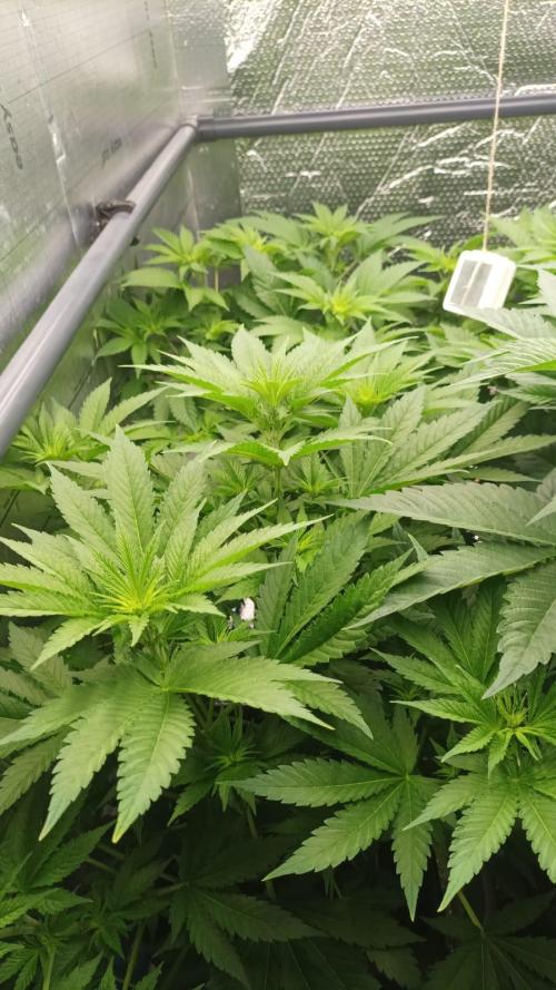 Biotabs/Autopot Tropicana Cherry. Week 6