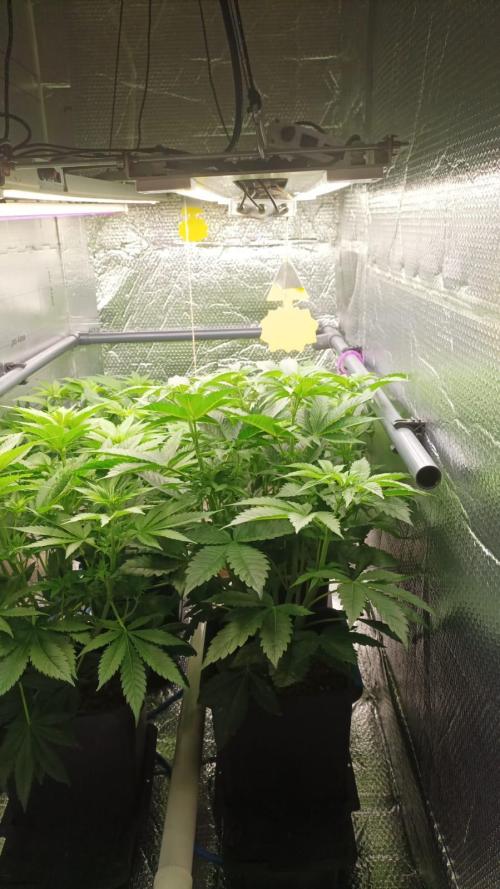 Biotabs/Autopot Tropicana Cherry. Week 6