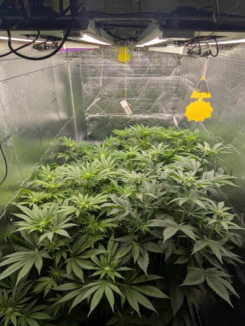 Biotabs/Autopot Tropicana Cherry. Week 7