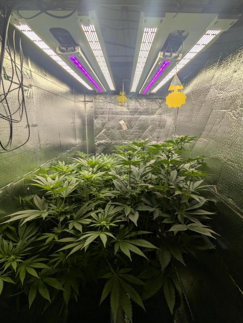 Biotabs/Autopot Tropicana Cherry. Week 7