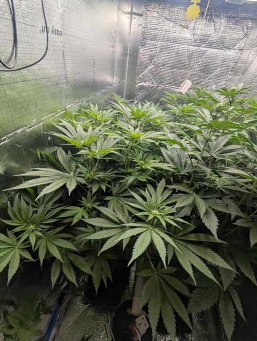 Biotabs/Autopot Tropicana Cherry. Week 7