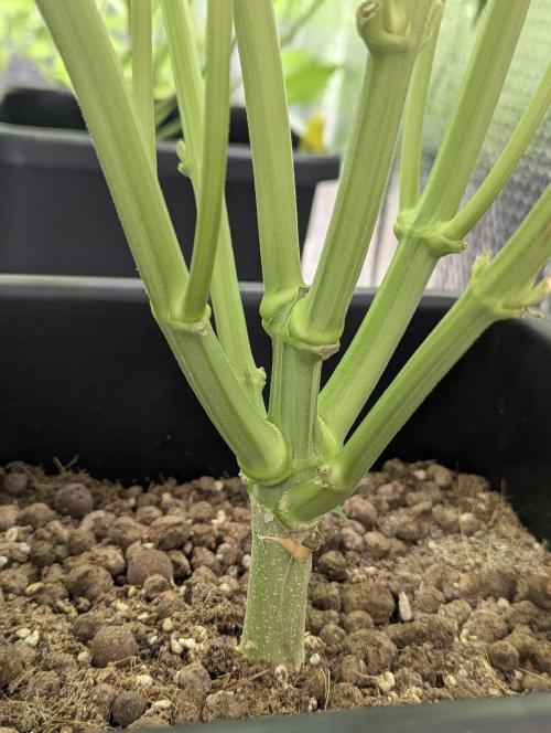 Biotabs/Autopot Tropicana Cherry. Week 7