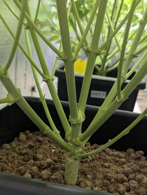 Biotabs/Autopot Tropicana Cherry. Week 7