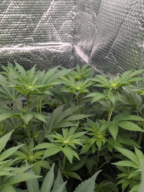 Biotabs/Autopot Tropicana Cherry. Week 7