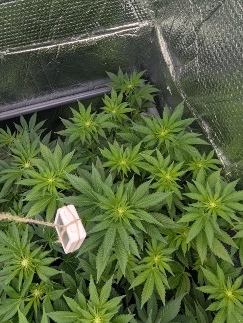 Biotabs/Autopot Tropicana Cherry. Week 7