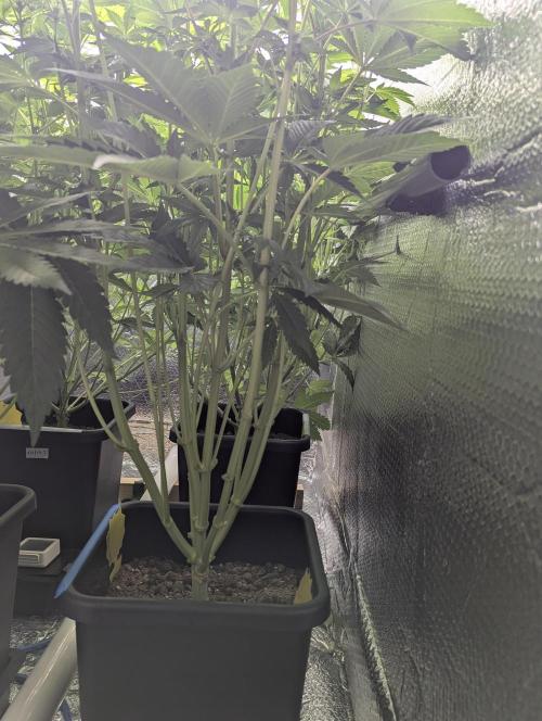 Biotabs/Autopot Tropicana Cherry. Week 7