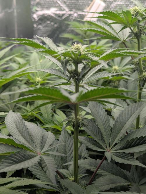 Biotabs/Autopot Tropicana Cherry. Week 7