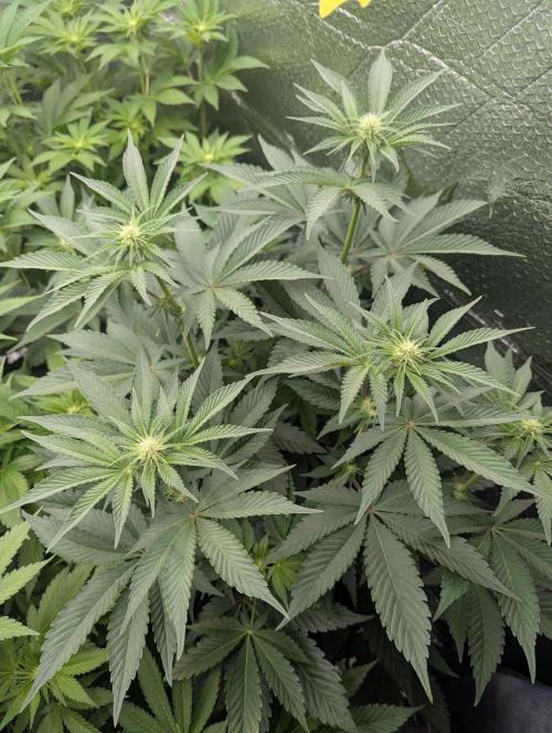 Biotabs/Autopot Tropicana Cherry. Week 7