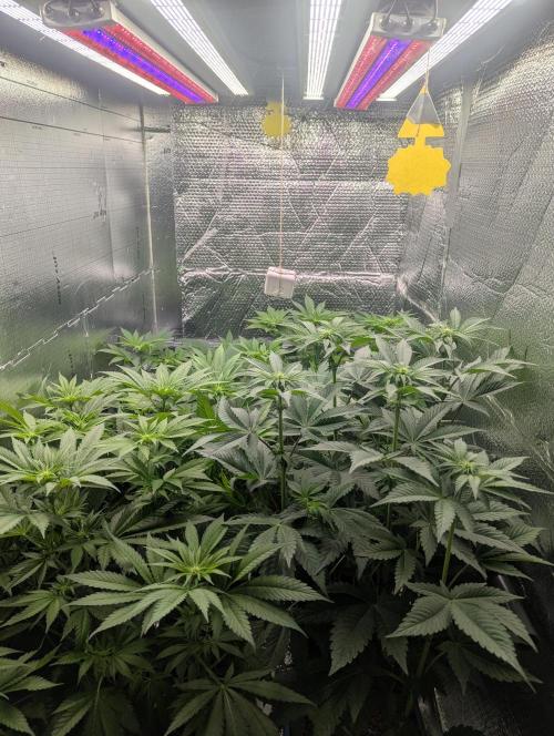 Biotabs/Autopot Tropicana Cherry. Week 7