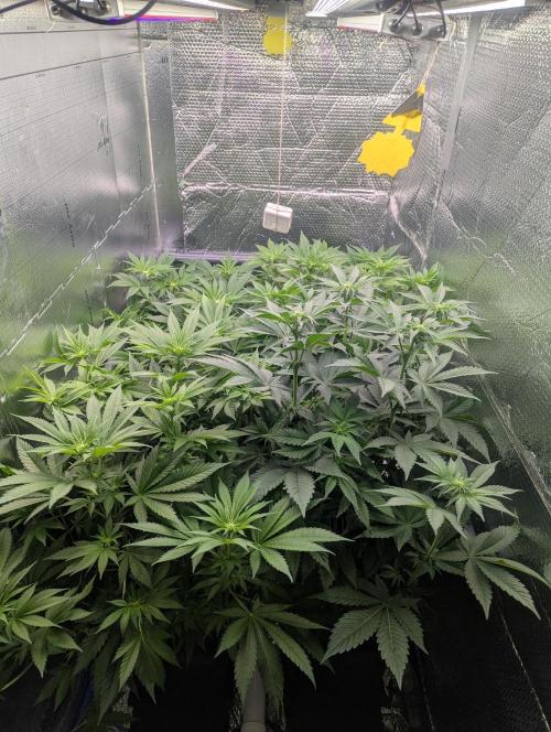 Biotabs/Autopot Tropicana Cherry. Week 7