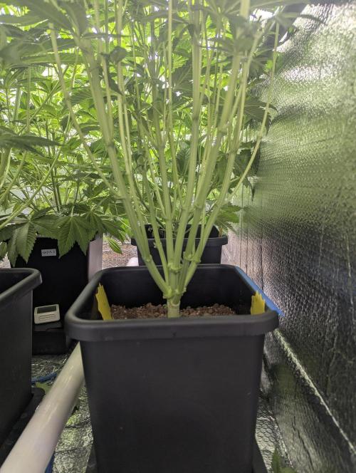 Biotabs/Autopot Tropicana Cherry. Week 7